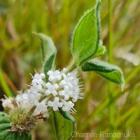 <i>Hedyotis ceylanica</i>  N.Wikstr. & Neupane